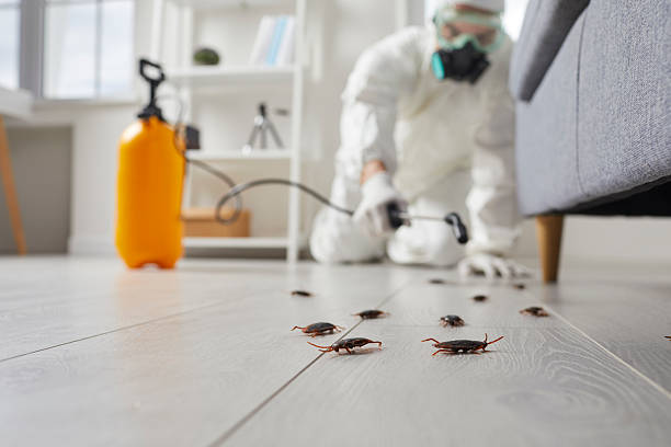Affordable Termite Control solutions in Lawrence, KS